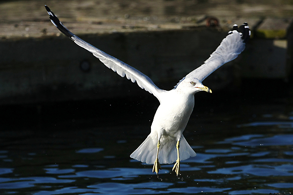 포토 JPG 해외이미지 동물 호수 야생동물 바다 날개 자연 갈매기 조류 하늘 아침 사람없음 옆모습 물 파란색 검은색 흰색 연못 반지 오픈 깃털 부리 계산서 기간 해외포토 주간 자연요소 뷰포인트 컬러 장신구 생태계 파일형식 이미지허브