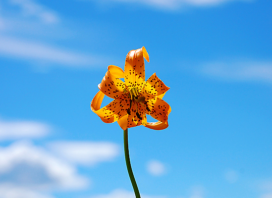 포토 JPG 해외이미지 식물 꽃잎 꽃 오렌지 자연 하늘 사람없음 파란색 정원 봄 벚꽃 개화 향기 이국적 해외포토 계절 컬러 과일 생태계 냄새 파일형식 이미지허브