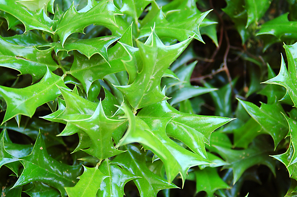 포토 JPG 해외이미지 모양 식물 디자인 잎 패턴 자연 사람없음 장식 초록색 정원 자주색 원예 대칭 해외포토 컬러 무늬 취미 생태계 파일형식 이미지허브