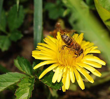 포토 JPG 해외이미지 주간 한마리 자연 사람없음 야외 아웃포커스 소프트포커스 민들레 해외포토 자연요소 1 꽃 촬영기법 생태계 파일형식 이미지허브