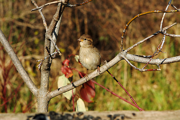 포토 JPG 해외이미지 나무 동물 남자 야생동물 백그라운드 겨울 날개 노래 자연 조류 하늘 주택 앉기 사람없음 목재 파란색 울타리 갈색 추위 나뭇가지 작음 깃털 꼬리 부리 참새 내추럴 동물상 해외포토 식물 계절 음악 컬러 재료 모션 사람 건물 담장 조형물 크기 생태계 파일형식 이미지허브
