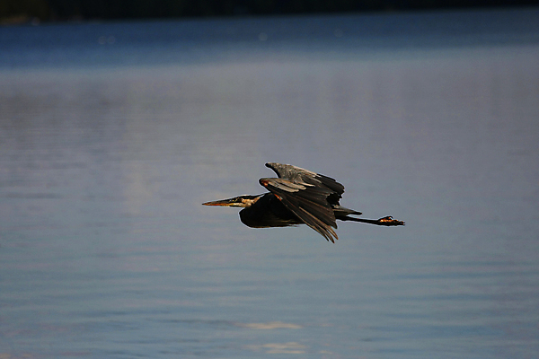 포토 JPG 해외이미지 동물 공원 호수 야생동물 날개 발 자연 조류 낚시 서기 사람없음 야외 물 파란색 강 컬러풀 걷기 습지 큼 모피 왜가리 깃털 부리 목 동물상 플로리다 해외포토 자연요소 공공시설 컬러 모션 레저 신체부위 조형물 미국 크기 생태계 파일형식 이미지허브