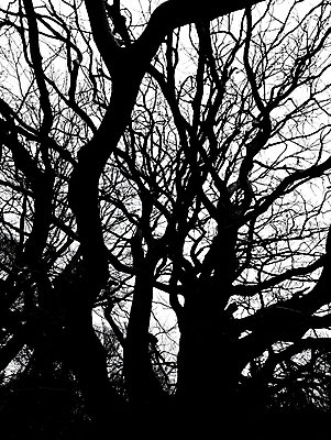 포토 JPG 해외이미지 나무 선 백그라운드 자연 추상 사람없음 검은색 나뭇가지 얽힘 해외포토 식물 컬러 무늬 생태계 파일형식 이미지허브