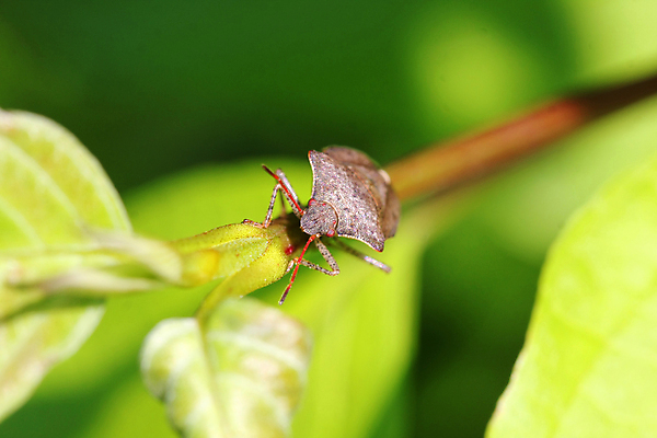 포토 JPG 해외이미지 식물 동물 1 꽃 야생동물 곤충 백그라운드 잎 패턴 신체 날개 자연 생물 안테나 성인 사람없음 컬러풀 갈색 정원 검은색 흰색 닫기 해충 벌레 작음 딱정벌레 생물학 슛 육식동물 방패 리빙 악취 고립 동물상 암살자 오싹 해외포토 교육 컬러 무늬 통신 모션 사람 조형물 크기 생태계 냄새 파일형식 이미지허브