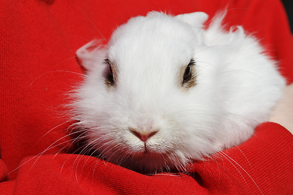 포토 JPG 해외이미지 동물 여자 행복 얼굴 포유류 자연 털 사랑 사람 사람없음 반려동물 뷰티 우정 흰색 아기 토끼 달콤 설치류 작음 모피 부드러움 팔 난쟁이 고립 해외포토 감정 컬러 신체부위 친구 감각 맛 크기 생태계 파일형식 이미지허브