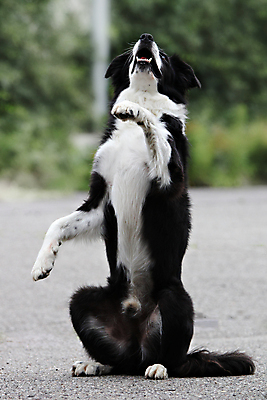 포토 JPG 해외이미지 동물 1 응시 장난 포유류 생물 서기 앉기 사람없음 반려동물 갈색 검은색 흰색 개 작음 꼬리 노려봄 송곳니 구걸 기르기 국경 해외포토 시선 컬러 모션 표정 치아 크기 돌봄 파일형식 이미지허브