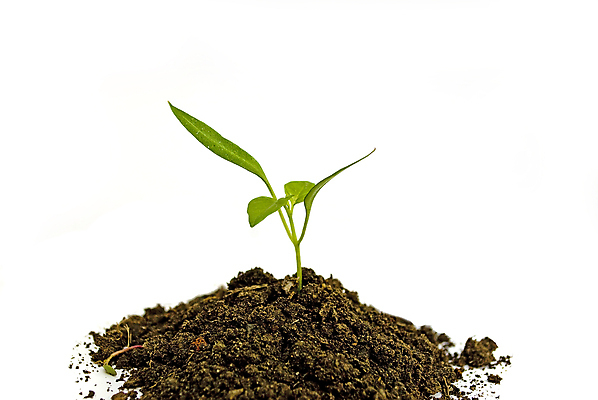 포토 JPG 해외이미지 나무 식물 꽃 지구 줄기 백그라운드 컨셉 잎 농업 비즈니스 자연 새로움 건강 씨앗 사람없음 초록색 새싹 환경 정원 희망 흙 봄 성장 흰색 나뭇가지 신선 보호 작음 시작 유기농 원예 먼지 내추럴 고립 돌봄 땅바닥 모종 생태학 해외포토 웰빙 계절 교육 감정 산업 컬러 모션 바닥 취미 크기 생태계 파일형식 이미지허브