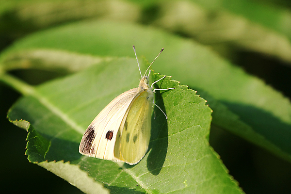 포토 JPG 해외이미지 식물 동물 디자인 꽃 야생동물 나비 곤충 잎 날개 자연 휴식 안테나 초원 사람없음 야외 초록색 여름 컬러풀 뷰티 노란색 정원 검은색 봄 흰색 점 벌레 작음 양배추 나방 내추럴 수유 해외포토 계절 컬러 컨셉 채소 통신 크기 생태계 파일형식 이미지허브