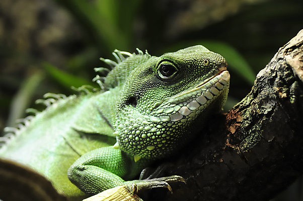 포토 JPG 해외이미지 동물 척추동물 야생동물 파충류 자연 사람없음 초록색 물 용 인도인 도마뱀 갈기 이구아나 원시시대 해외포토 자연요소 외국인 컬러 동양인 역사 생태계 파일형식 이미지허브