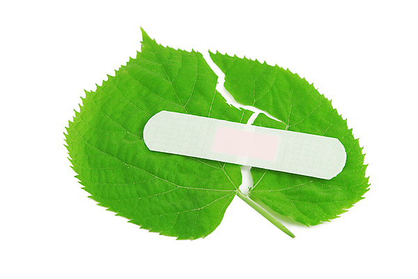 포토 JPG 해외이미지 식물 지구 백그라운드 컨셉 잎 농업 채소 부분 자연 아이디어 건강 안전 사람없음 초록색 물 약 평화 환경 희망 봄 저축 도움 보호 연결 유기농 원예 보안 붕대 돌봄 취급주의 헬프 세련 해외포토 자연요소 웰빙 계절 감정 산업 컬러 의학 모션 경고 취미 금융 생태계 파일형식 이미지허브