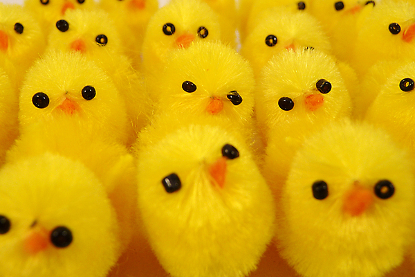 포토 JPG 해외이미지 부활절 병아리 사람없음 노란색 해외포토 기념일 컬러 조류 파일형식 이미지허브