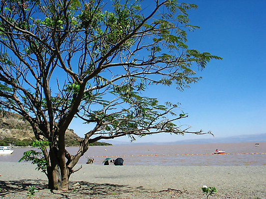 포토 JPG 해외이미지 나무 호수 모래 여행 휴가 사람없음 물 에티오피아 해외포토 자연요소 식물 아프리카 파일형식 이미지허브