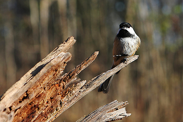 포토 JPG 해외이미지 나무 동물 손 공원 야생동물 음식 캐나다 겨울 날개 자연 조류 씨앗 앉기 사람없음 야외 검은색 추위 흰색 나뭇가지 관찰 숲 작음 먹기 깃털 부리 수유 해외포토 식물 계절 공공시설 컬러 북아메리카 모션 신체부위 크기 생태계 파일형식 이미지허브