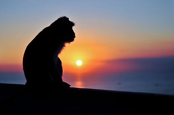 포토 JPG 해외이미지 동물 실루엣 바다 오렌지 하늘 그림자 앉기 사람없음 물 파란색 태양 노란색 일몰 원숭이 발리 인도네시아 유인원 수평선 해외포토 자연요소 아시아 컬러 섬 과일 포유류 모션 촬영기법 노을 파일형식 이미지허브