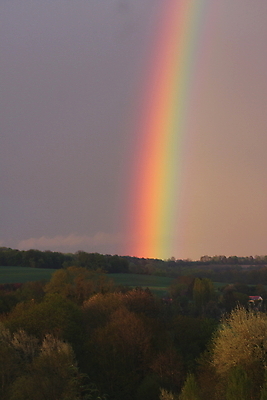 포토 JPG 해외이미지 주간 나무 무지개 자연 사람없음 야외 해외포토 자연요소 식물 생태계 파일형식 이미지허브
