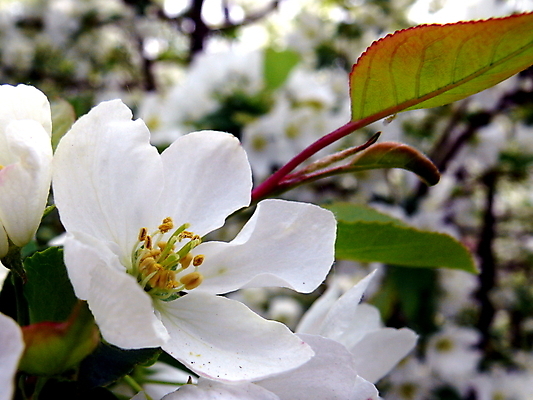포토 JPG 해외이미지 꽃잎 꽃 백그라운드 꽃무늬 자연 사람없음 초록색 여름 뷰티 정원 봄 벚꽃 흰색 나뭇가지 신선 개화 사과 내추럴 해외포토 나무 식물 계절 컬러 무늬 과일 생태계 파일형식 이미지허브