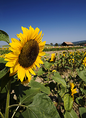 포토 JPG 해외이미지 주간 줄기 잎 꽃밭 하늘 해바라기 사람없음 야외 건물 아웃포커스 해외포토 자연요소 식물 건축물 꽃 촬영기법 파일형식 이미지허브