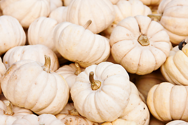 포토 JPG 해외이미지 음식 채소 호박 사람없음 가로 박 스쿼시 해외포토 스포츠 구기 파일형식 이미지허브