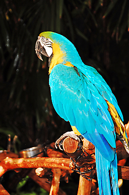 포토 JPG 해외이미지 동물 아시아 날개 아프리카 조류 동물원 사람없음 파란색 반려동물 깃털 앵무새 이국적 해외포토 나라 컬러 파일형식 이미지허브