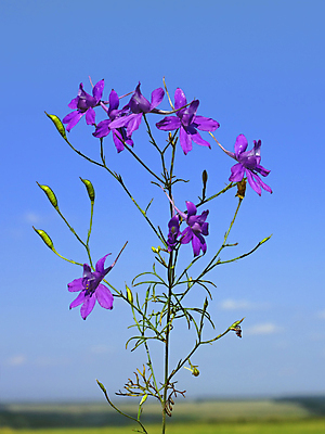 포토 JPG 해외이미지 식물 계절 공원 꽃잎 꽃 줄기 백그라운드 꽃무늬 밭 자연 하늘 풍경 초원 사람없음 야외 가로 초록색 여름 파란색 컬러풀 햇빛 뷰티 새싹 보라색 침묵 활발 들꽃 벚꽃 신선 개화 자주색 내추럴 강렬 전경 해외포토 공공시설 컬러 컨셉 무늬 농업 태양 소리 생태계 파일형식 탑뷰 이미지허브