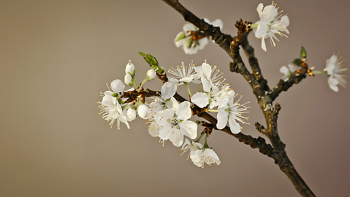 포토 JPG 해외이미지 주간 꽃잎 사람없음 야외 검은색 봄 벚꽃 개화 갈색배경 해외포토 자연요소 계절 꽃 컬러 백그라운드 갈색 파일형식 이미지허브