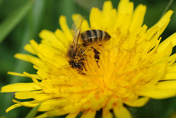 포토 JPG 해외이미지 주간 한마리 자연 근접촬영 사람없음 야외 아웃포커스 민들레 해외포토 자연요소 1 꽃 뷰포인트 촬영기법 생태계 파일형식 이미지허브
