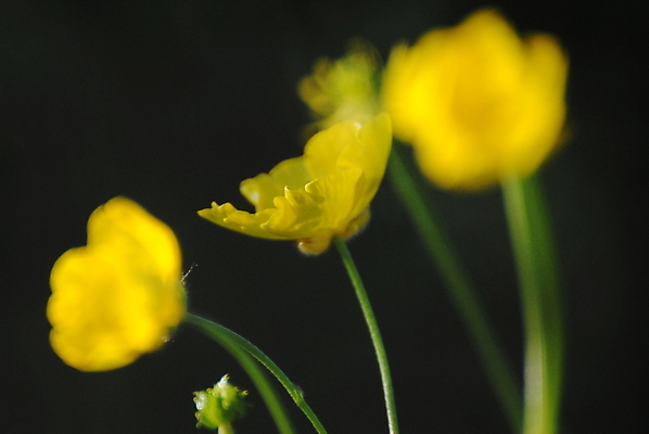 포토 JPG 해외이미지 식물 꽃 사람없음 노란색 해외포토 컬러 파일형식 이미지허브