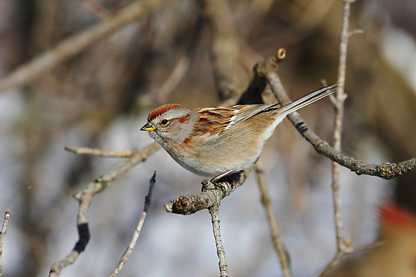 포토 JPG 해외이미지 나무 동물 1 남자 야생동물 잎 날개 노래 자연 조류 주택 앉기 사람없음 야외 초록색 뷰티 갈색 정원 검은색 흰색 나뭇가지 닫기 작음 깃털 꼬리 부리 참새 내추럴 동물상 해외포토 식물 음악 컬러 모션 사람 건물 조형물 크기 생태계 파일형식 이미지허브