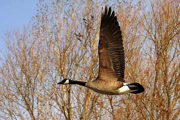 포토 JPG 해외이미지 모양 동물 공원 호수 야생동물 캐나다 날개 자연 조류 하늘 오리 사람없음 물 강 검은색 힘 덮개 시골 연못 개울 원주민 떨어짐 깃털 시작 상승 부리 거위 물새 단아함 동물상 해외포토 자연요소 공공시설 컬러 컨셉 북아메리카 조형물 뚜껑 아프리카인 생태계 파일형식 이미지허브