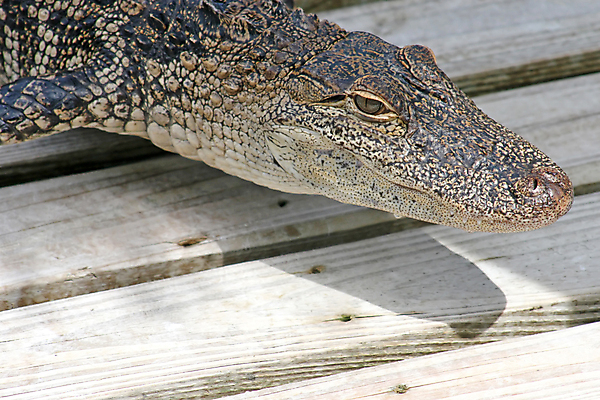 포토 JPG 해외이미지 동물 야생동물 파충류 자연 동물원 미소 사람없음 목재 갈색 치아 위험 육식동물 악어 플로리다 해외포토 나무 컬러 컨셉 재료 표정 미국 소화기관 생태계 파일형식 이미지허브