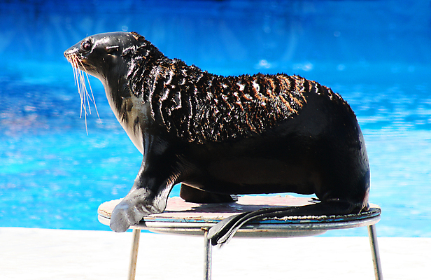 포토 JPG 해외이미지 동물 얼굴 야생동물 새끼 모래 바다 백그라운드 패턴 포유류 사람없음 초록색 물 파란색 태양 갈색 머리 항구 검은색 어둠 흰색 아기 사자 물개 슛 고립 무료 해외포토 자연요소 컬러 무늬 교통시설 사람 신체부위 바다동물 파일형식 이미지허브