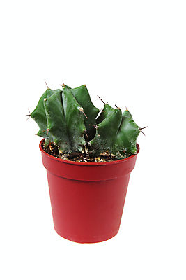 포토 JPG 해외이미지 식물 꽃 줄기 백그라운드 잎 자연 선인장 주택 건강 사람없음 초록색 빛 우주 활발 성장 흰색 도자기 가시 닫기 자르기 피부 척추 순수 묘사 날카로움 스파이크 고립 알로에 디테일 해외포토 컬러 컨셉 모션 뼈 건물 신체부위 생태계 파일형식 이미지허브