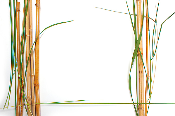 포토 JPG 해외이미지 나무 식물 백그라운드 프레임 건조 사람없음 흰색 나뭇가지 막대기 관목 대나무 질감 고립 해외포토 컬러 파일형식 이미지허브