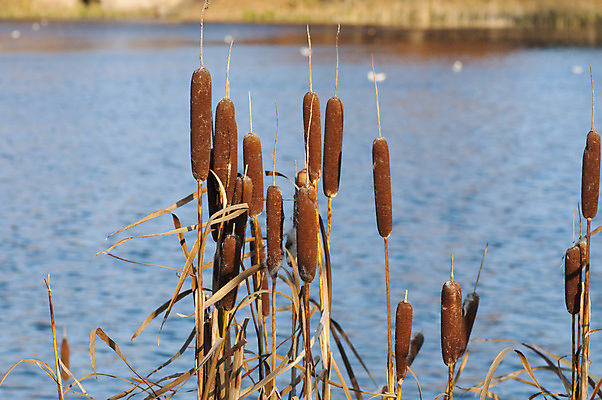 포토 JPG 해외이미지 공원 호수 풍경 사람없음 가을 부들 해외포토 계절 공공시설 파일형식 이미지허브