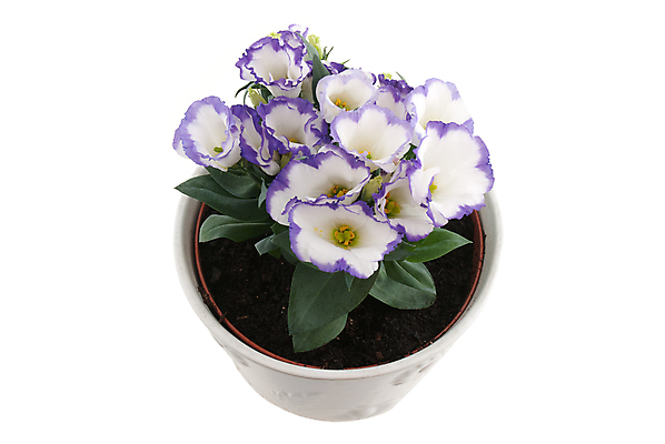 포토 JPG 해외이미지 화분 꽃다발 잎 실내 사람없음 제비꽃 흰배경 해외포토 식물 꽃 백그라운드 내부 흰색 파일형식 이미지허브