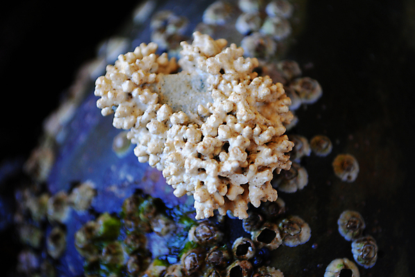 포토 JPG 해외이미지 바다 자연 사람없음 산호 해외포토 자포동물 생태계 파일형식 이미지허브