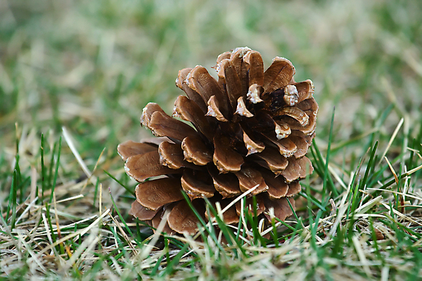 포토 JPG 해외이미지 공원 자연 사람없음 야외 갈색 오브젝트 솔방울 정물화 해외포토 공공시설 컬러 그림 생태계 파일형식 이미지허브