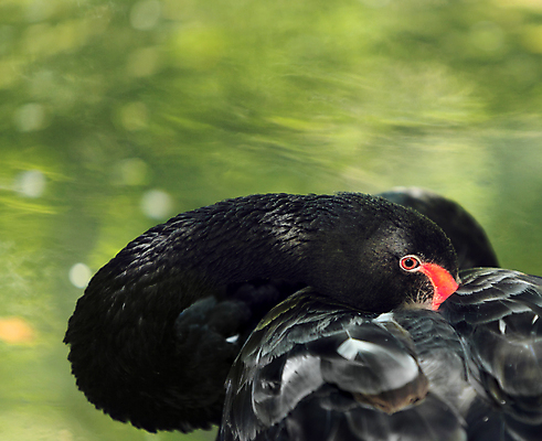 포토 JPG 해외이미지 동물 공원 호수 야생동물 날개 자연 조류 휴식 사람없음 야외 빨간색 초록색 물 검은색 어둠 수줍음 깃털 묘사 부리 백조 물새 계산서 내추럴 단아함 동물상 숨기 특별함 해외포토 자연요소 공공시설 감정 컬러 컨셉 모션 조형물 생태계 파일형식 이미지허브