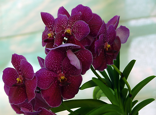 포토 JPG 해외이미지 식물 계절 꽃잎 꽃 분홍색 백그라운드 꽃무늬 자연 사람없음 장식 뷰티 정원 봄 벚꽃 흰색 개화 난초 그늘 호접란 나방 고립 해외포토 컬러 곤충 무늬 생태계 파일형식 이미지허브