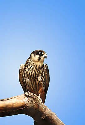 포토 JPG 해외이미지 동물 야생동물 자연 조류 사람없음 육식동물 고립 해외포토 생태계 파일형식 이미지허브