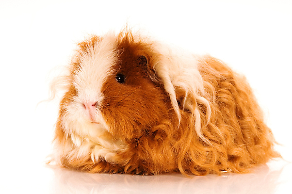 포토 JPG 해외이미지 한마리 사람없음 기니피그 해외포토 1 포유류 파일형식 이미지허브