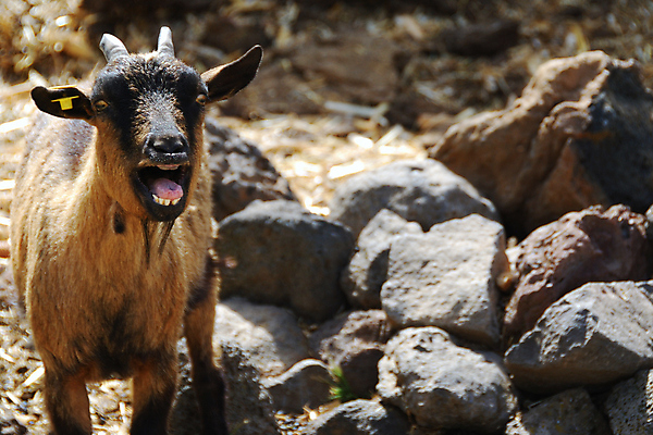 포토 JPG 해외이미지 동물 1 어린이 포유류 자연 염소 산 털 뿔 사람없음 야외 농장 머리 가축 외침 시골 표현 소 호기심 장면 해외포토 감정 컨셉 농업 사람 신체부위 소리 생태계 파일형식 이미지허브