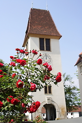 포토 JPG 해외이미지 식물 계절 공원 꽃잎 꽃 백그라운드 잎 꽃무늬 밭 농업 자연 하늘 프레임 사람없음 야외 빨간색 초록색 파란색 컬러풀 뷰티 농장 환경 정원 보라색 봄 벚꽃 시골 신선 닫기 땅 양귀비 평야 해외포토 공공시설 산업 컬러 무늬 모션 생태계 파일형식 이미지허브