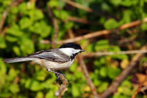 포토 JPG 해외이미지 나무 동물 손 공원 야생동물 음식 캐나다 겨울 날개 자연 조류 씨앗 앉기 사람없음 야외 검은색 추위 흰색 나뭇가지 관찰 숲 작음 먹기 깃털 부리 수유 해외포토 식물 계절 공공시설 컬러 북아메리카 모션 신체부위 크기 생태계 파일형식 이미지허브