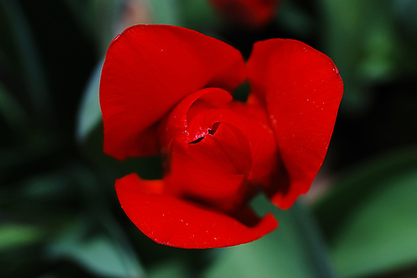 포토 JPG 해외이미지 식물 계절 기념일 꽃잎 꽃 줄기 꽃다발 백그라운드 잎 꽃무늬 자연 휴가 부활절 발렌타인데이 선물 사랑 이벤트 사람없음 장식 빨간색 초록색 뷰티 정원 놀람 봄 튤립 벚꽃 흰색 축하 생일 날짜 성자 큼 4월 5월 강렬 고립 많음 해외포토 감정 종교 컬러 컨셉 무늬 데이이벤트 표정 크기 생태계 파일형식 이미지허브
