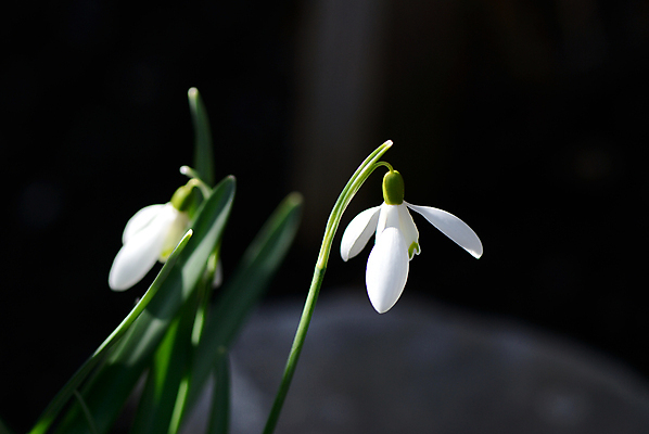 포토 JPG 해외이미지 꽃 사람없음 아웃포커스 들꽃 스노드롭 해외포토 식물 촬영기법 파일형식 이미지허브