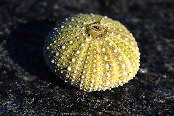 포토 JPG 해외이미지 동물 바다 생물 사람없음 초록색 물 여름 해외포토 자연요소 계절 컬러 파일형식 이미지허브