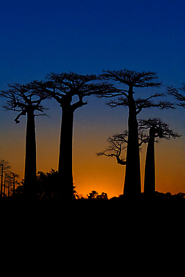 포토 JPG 해외이미지 나무 식물 모래 여행 밭 아프리카 자연 하늘 건조 서기 사람없음 야외 초록색 파란색 태양 일몰 나뭇가지 뜨거움 그룹 숲 큼 사파리 남쪽 마다가스카르 사바나 옛날 웅장함 이국적 해외포토 자연요소 나라 컬러 농업 모션 노을 크기 방향 생태계 파일형식 이미지허브