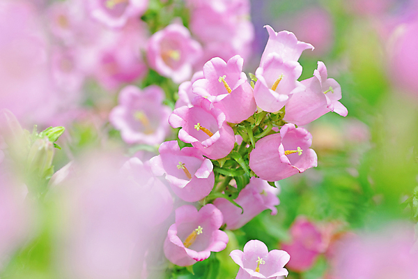포토 JPG 해외이미지 주간 꽃 분홍색 사람없음 야외 아웃포커스 소프트포커스 해외포토 자연요소 식물 컬러 촬영기법 파일형식 이미지허브