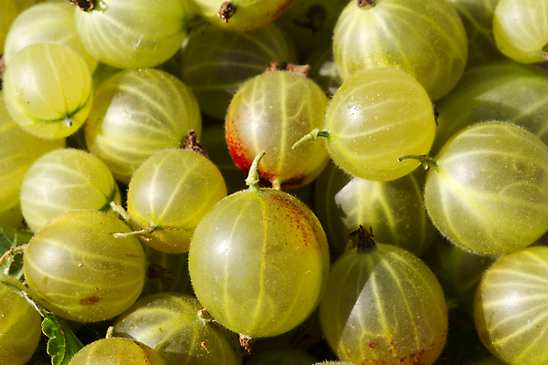 포토 JPG 해외이미지 백그라운드 사람없음 초록색 하이앵글 가득함 구스베리 해외포토 열매 뷰포인트 컬러 파일형식 이미지허브